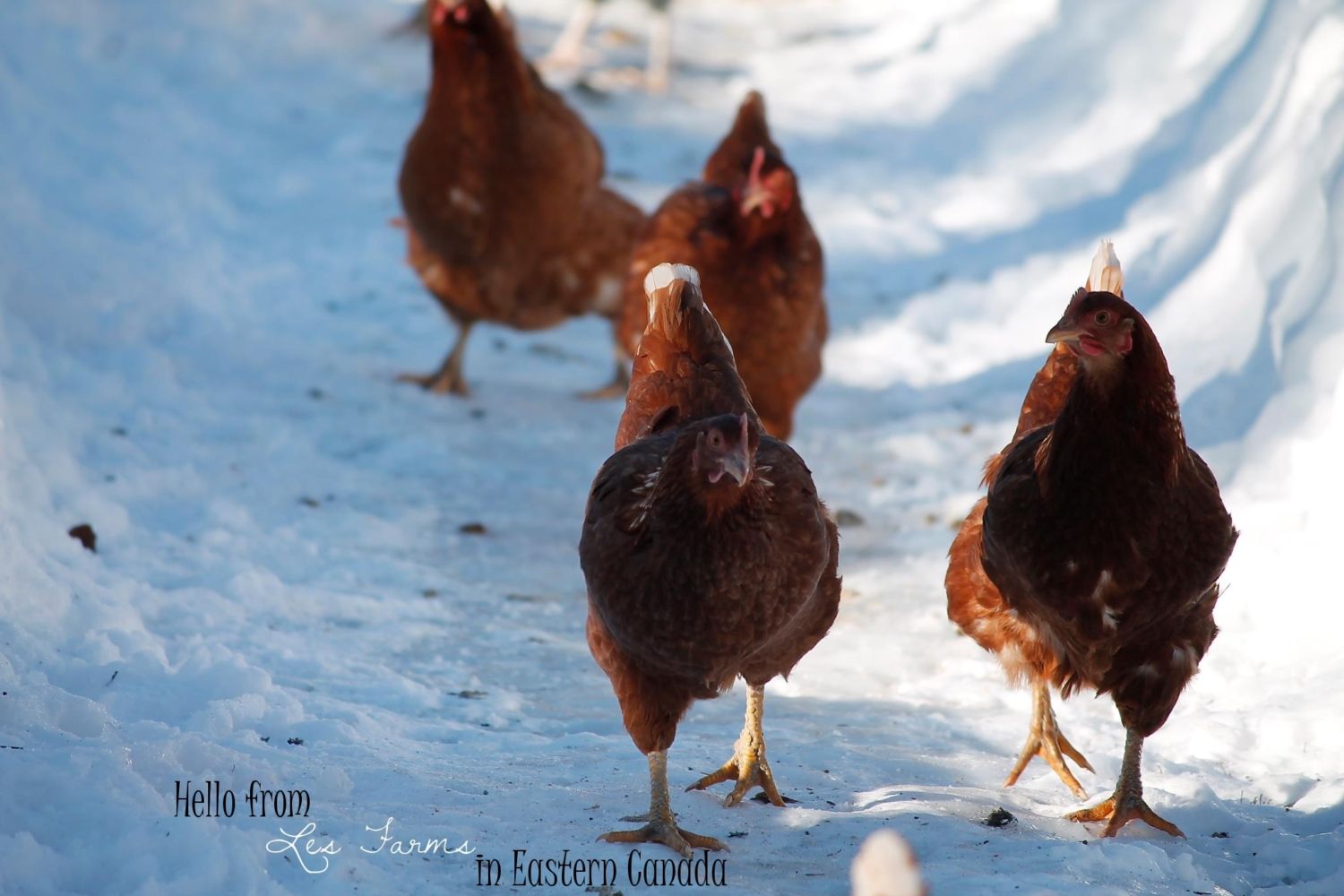 Help planning winter coop design. What do chickens need in winter?