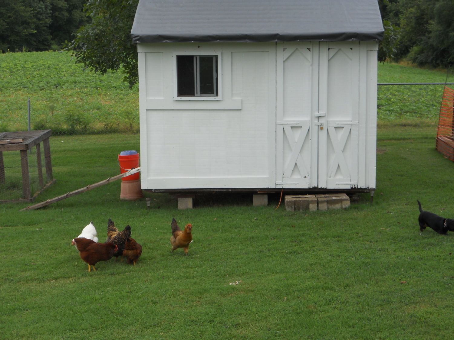 Barn Yard
