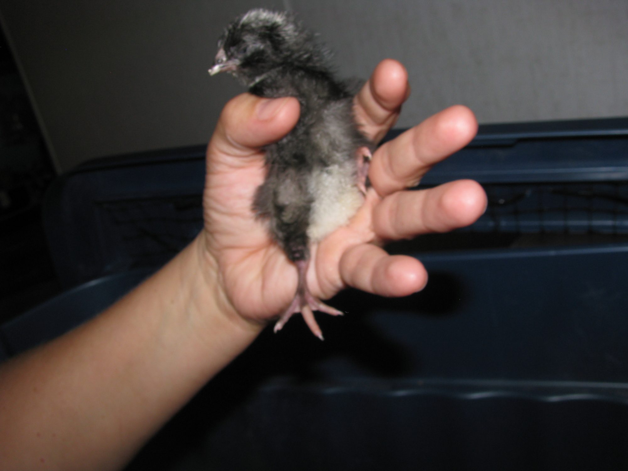 Help Sex Day Old Barred Rocks BackYard Chickens Learn How To Raise Chickens