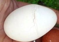 17 common egg shell quality problems, their causes and prevention