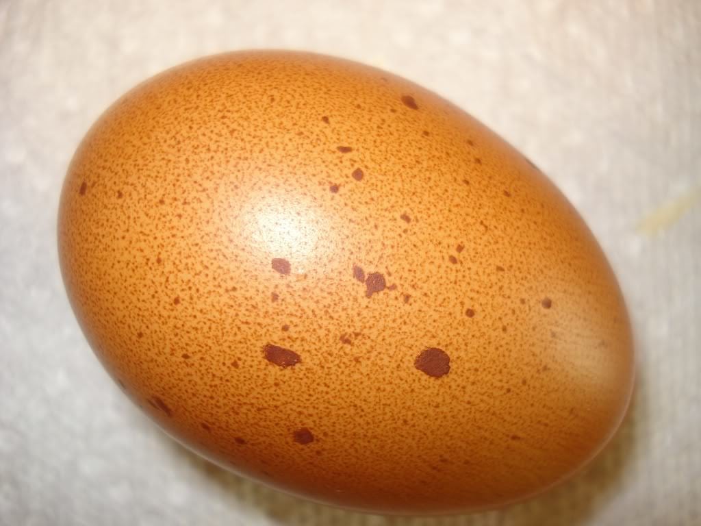 17 common egg shell quality problems, their causes and prevention