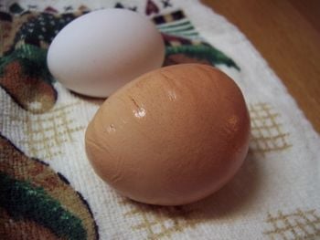 17 common egg shell quality problems, their causes and prevention