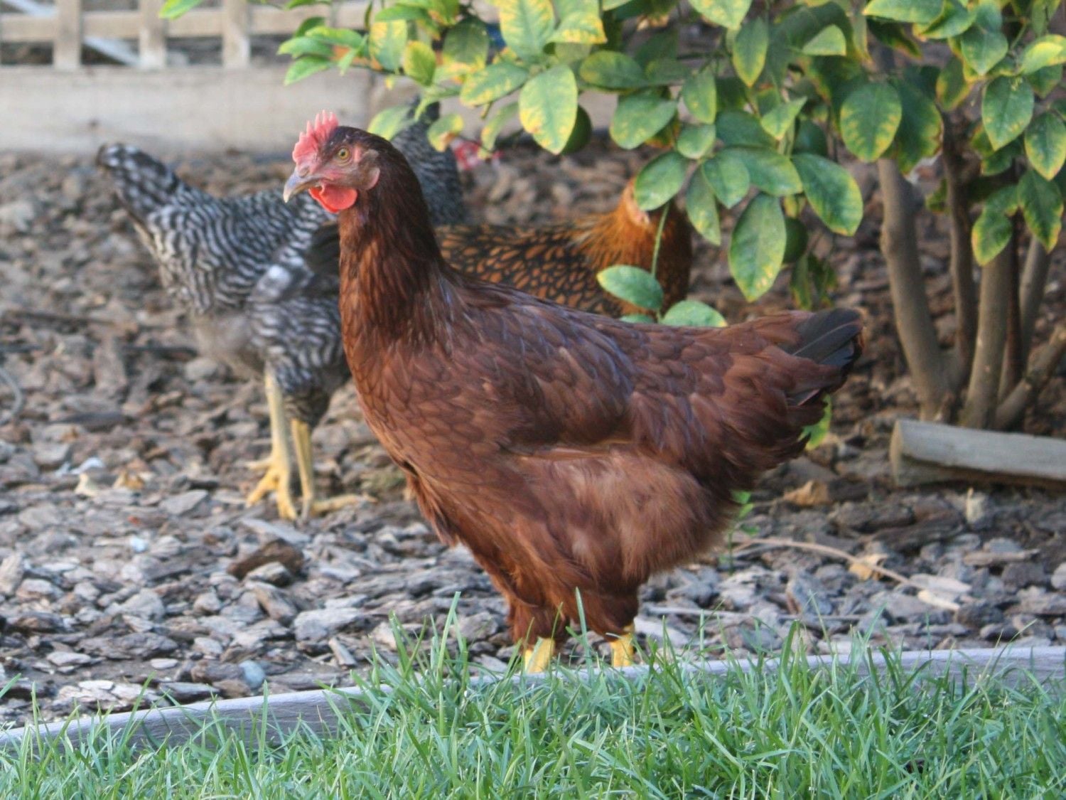 4 month old Rhode Island Red Hen or Rooster?