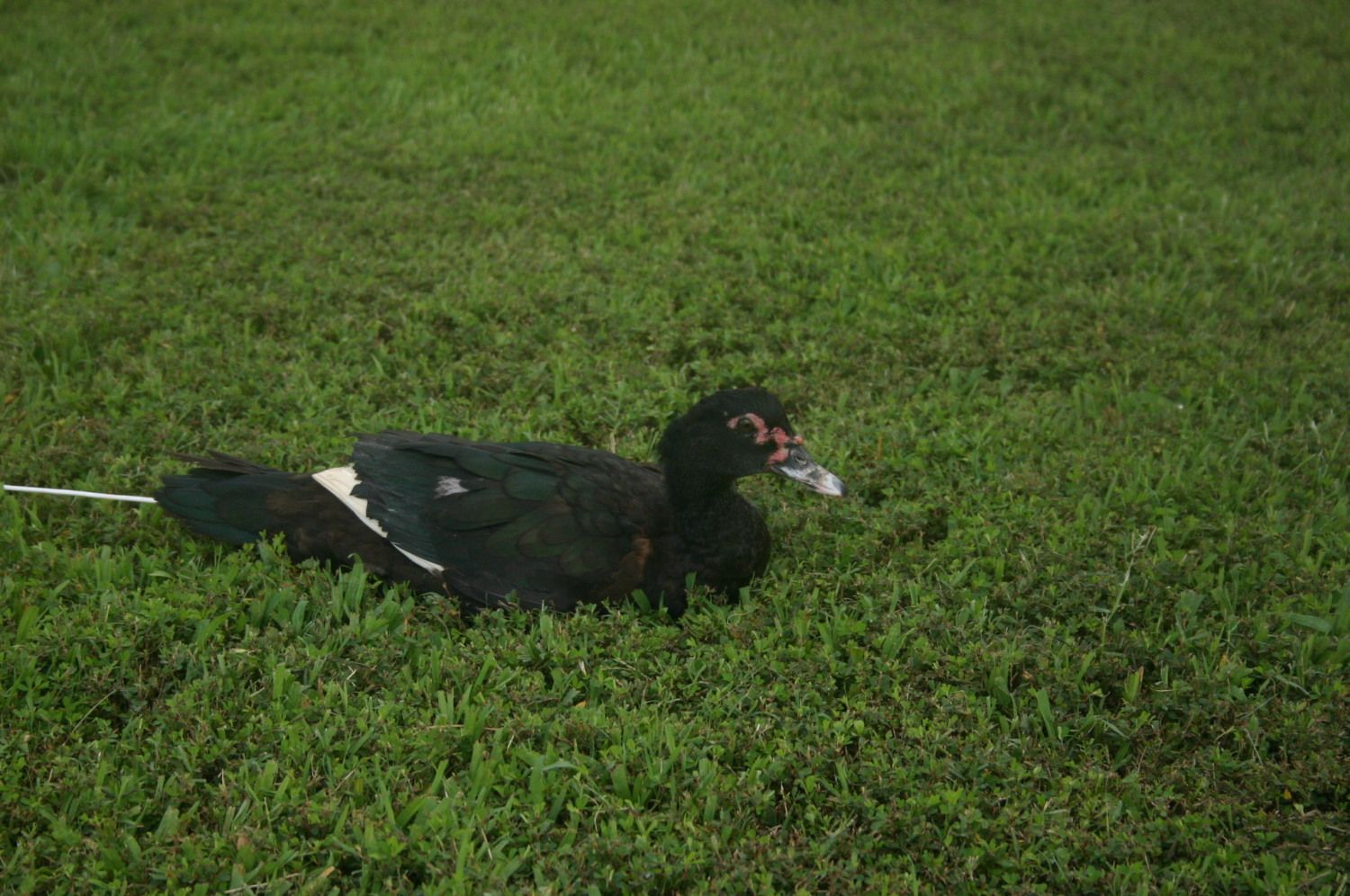 muscovy ducks for sale!!!!!
