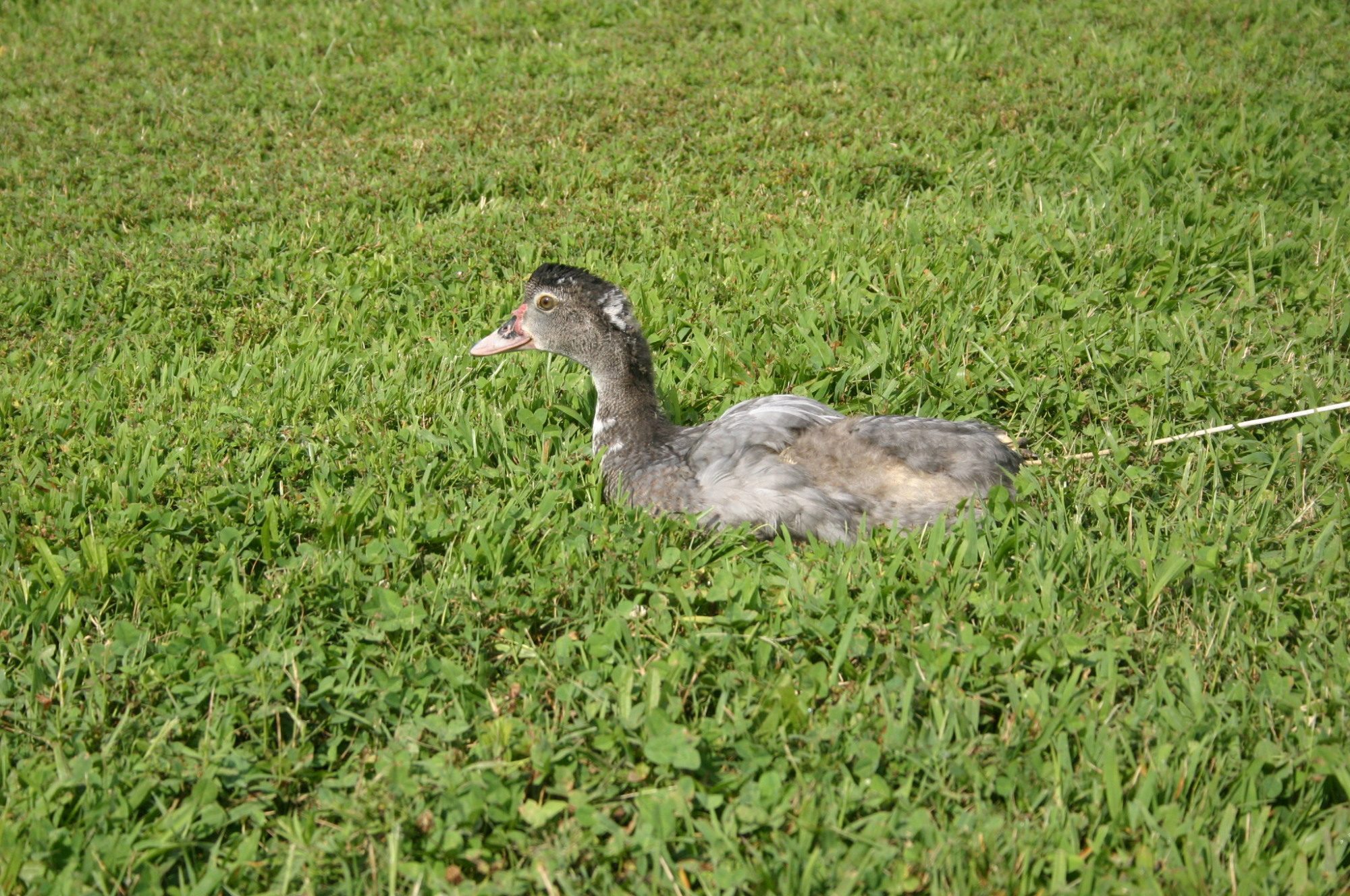 muscovy ducks for sale!!!!!
