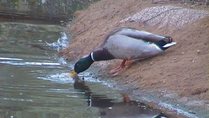 Pictures of interesting varieties of ducks from Spain