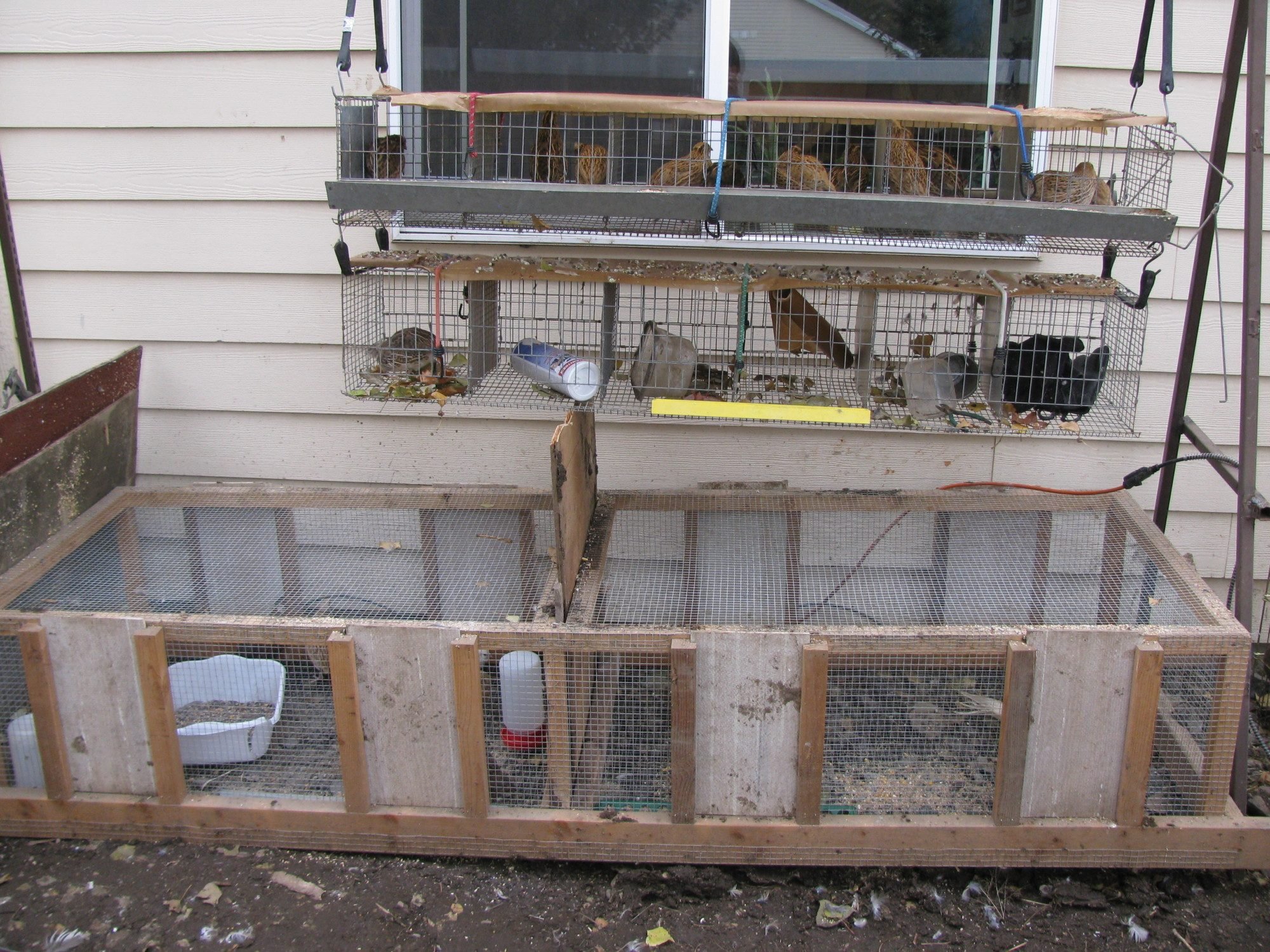 How do you northern people keep outdoor quail?