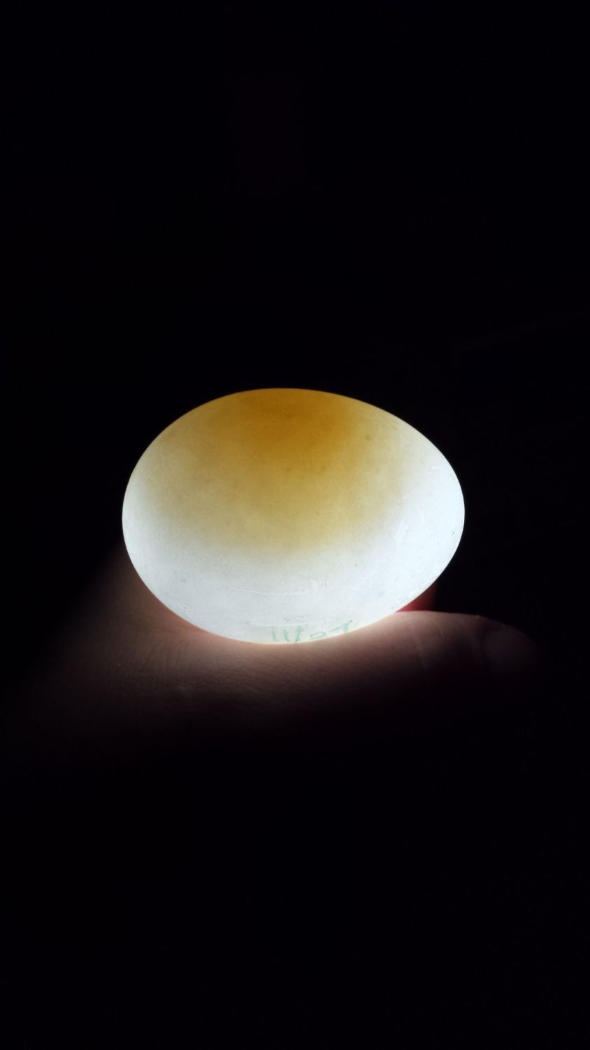 I candled my pekin duck eggs, are they fertile?