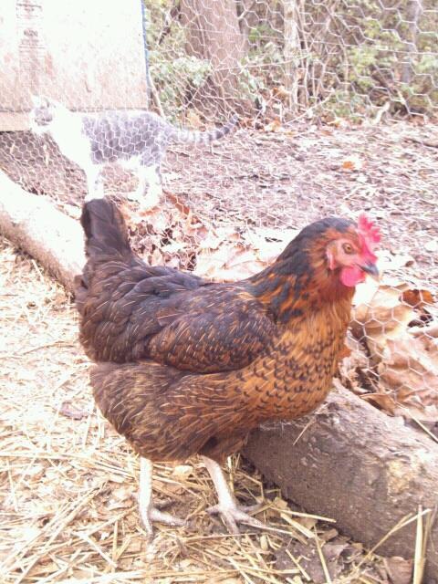 Black Sex Link Chicken