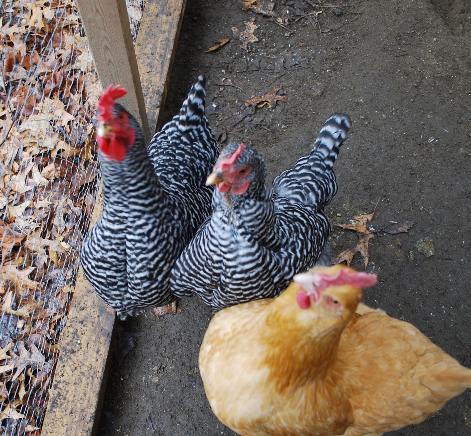 feather lossCan a chicken molt in December?