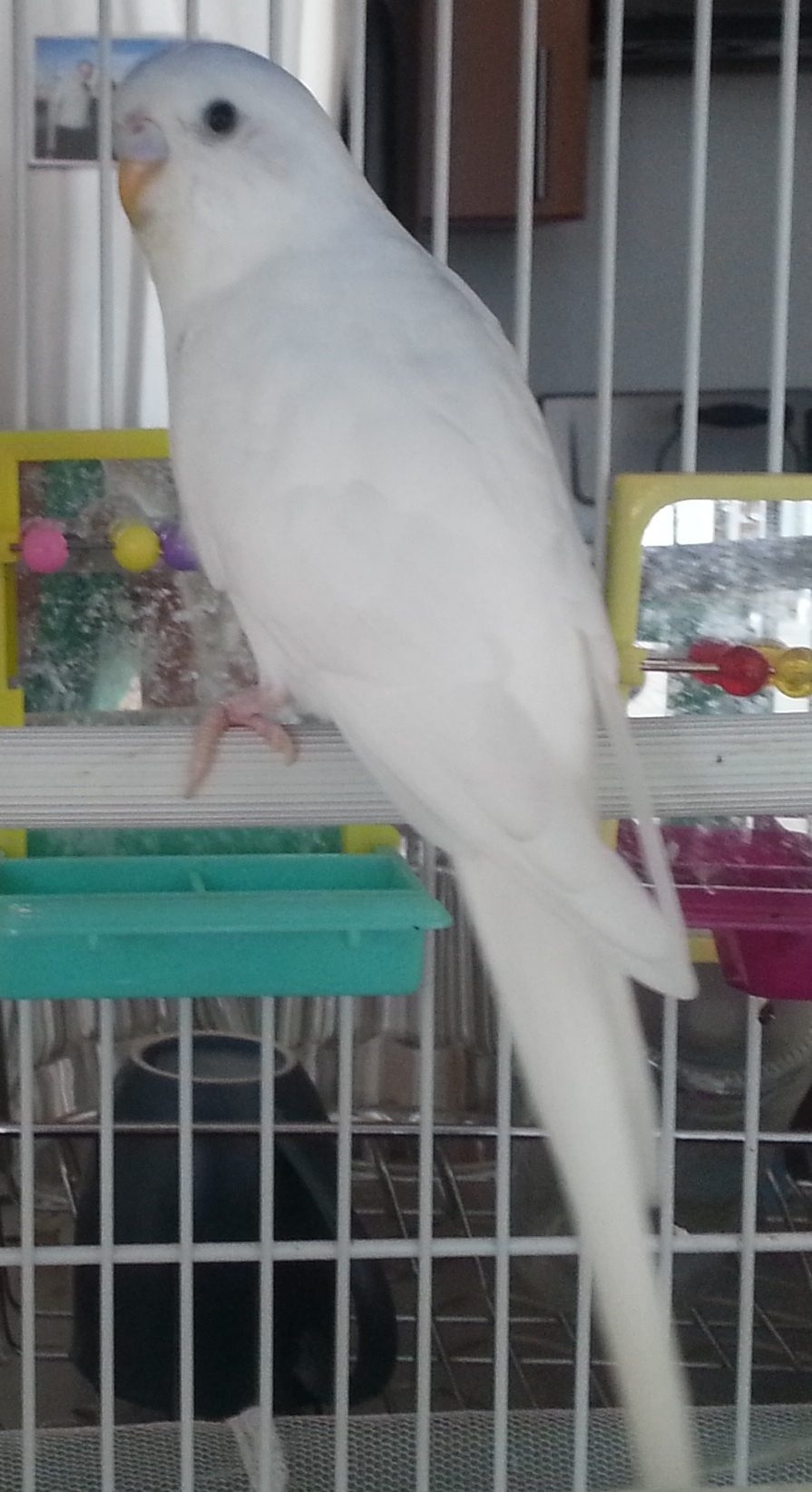 Sex of Dark-Eyed Clear Budgies