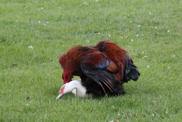 reeding: Silkies, Barred Plymouth Rocks, Ameraucanas, Naked Necks ...