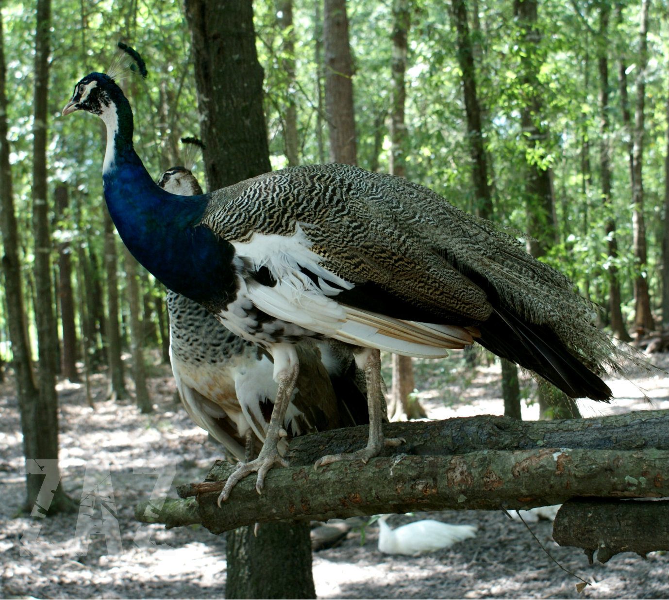 Peafowl Genetics for Dummies (in other words us) – Page 19