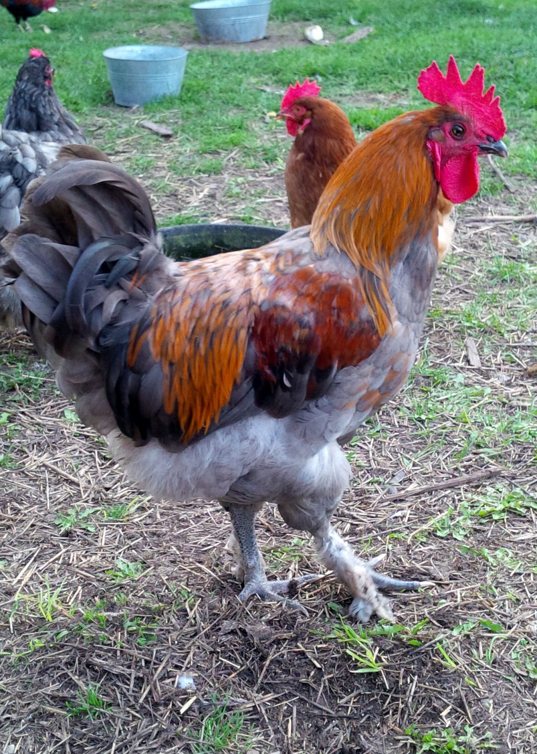 Blue Copper and Splash Copper Marans Discussion - Page 99