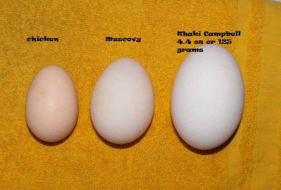 For fun, comparison of Muscovy and Call duck egg
