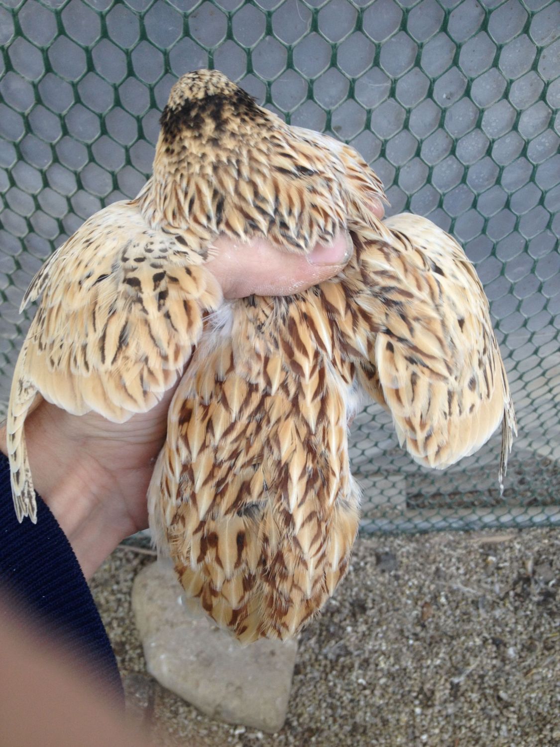 can you keep small breeds of quail with larger such as Chinese painted 