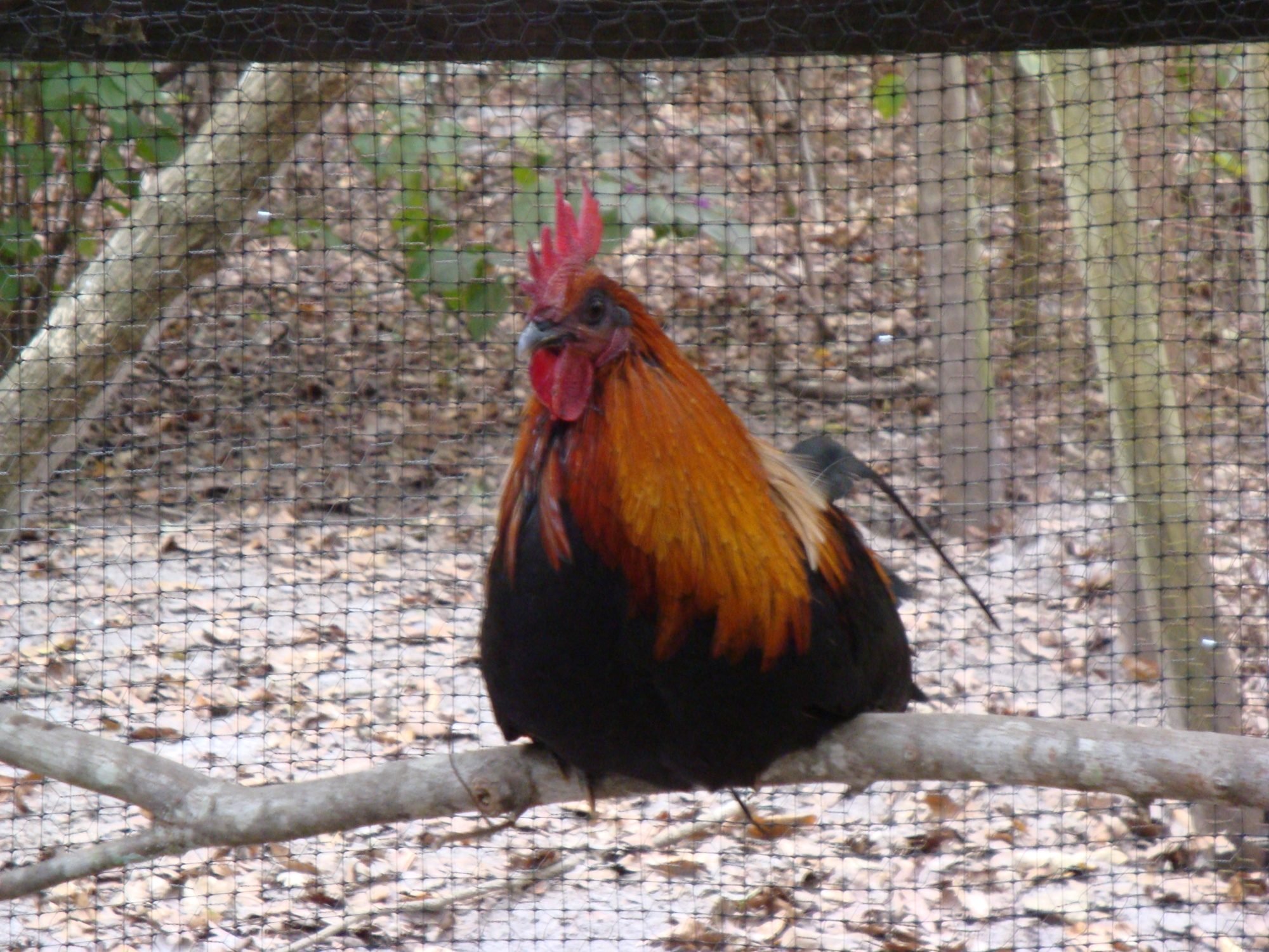 The Chickerton Flock ~ Chicken RPG