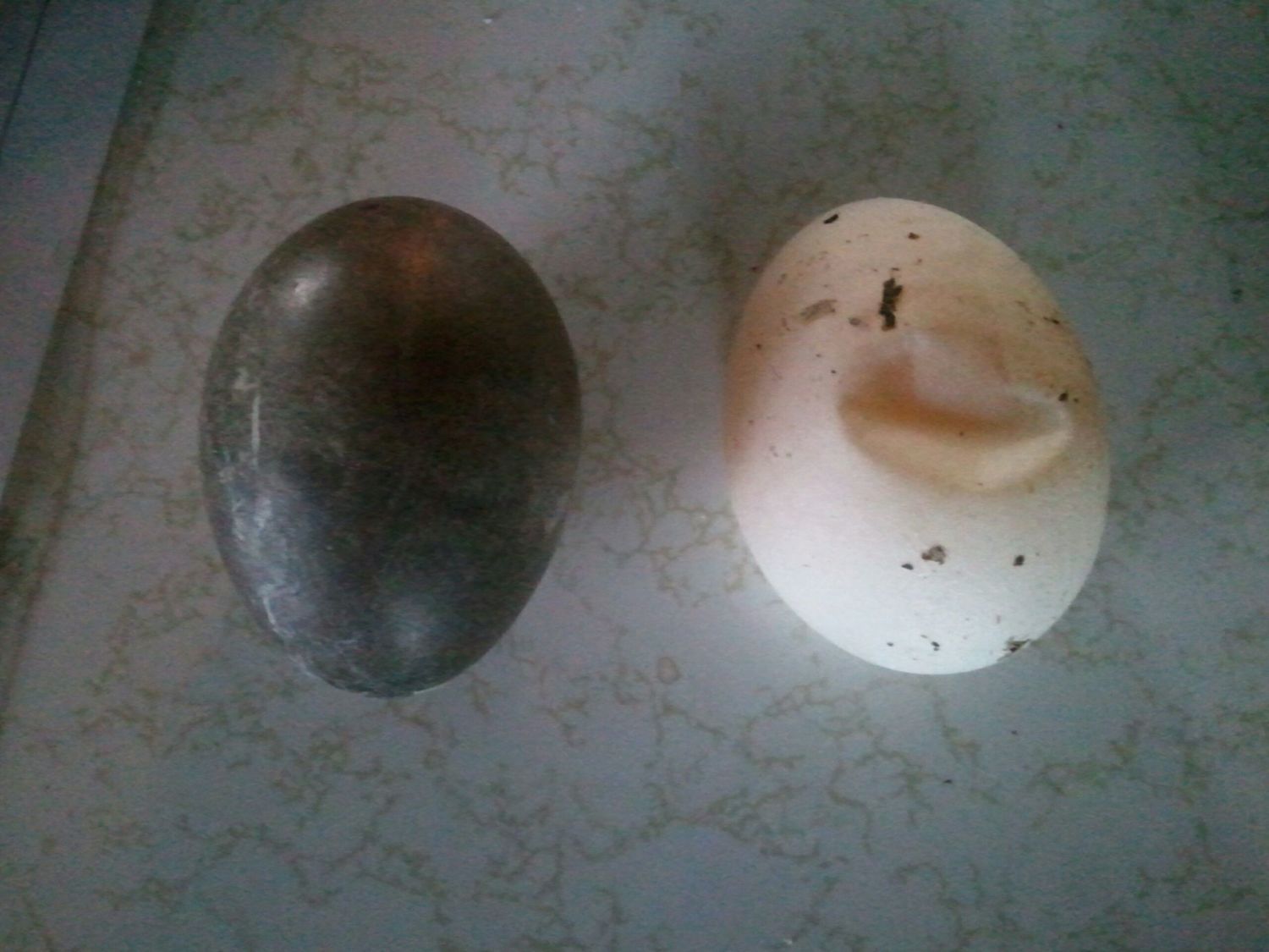 Cayuga Duck Eggs