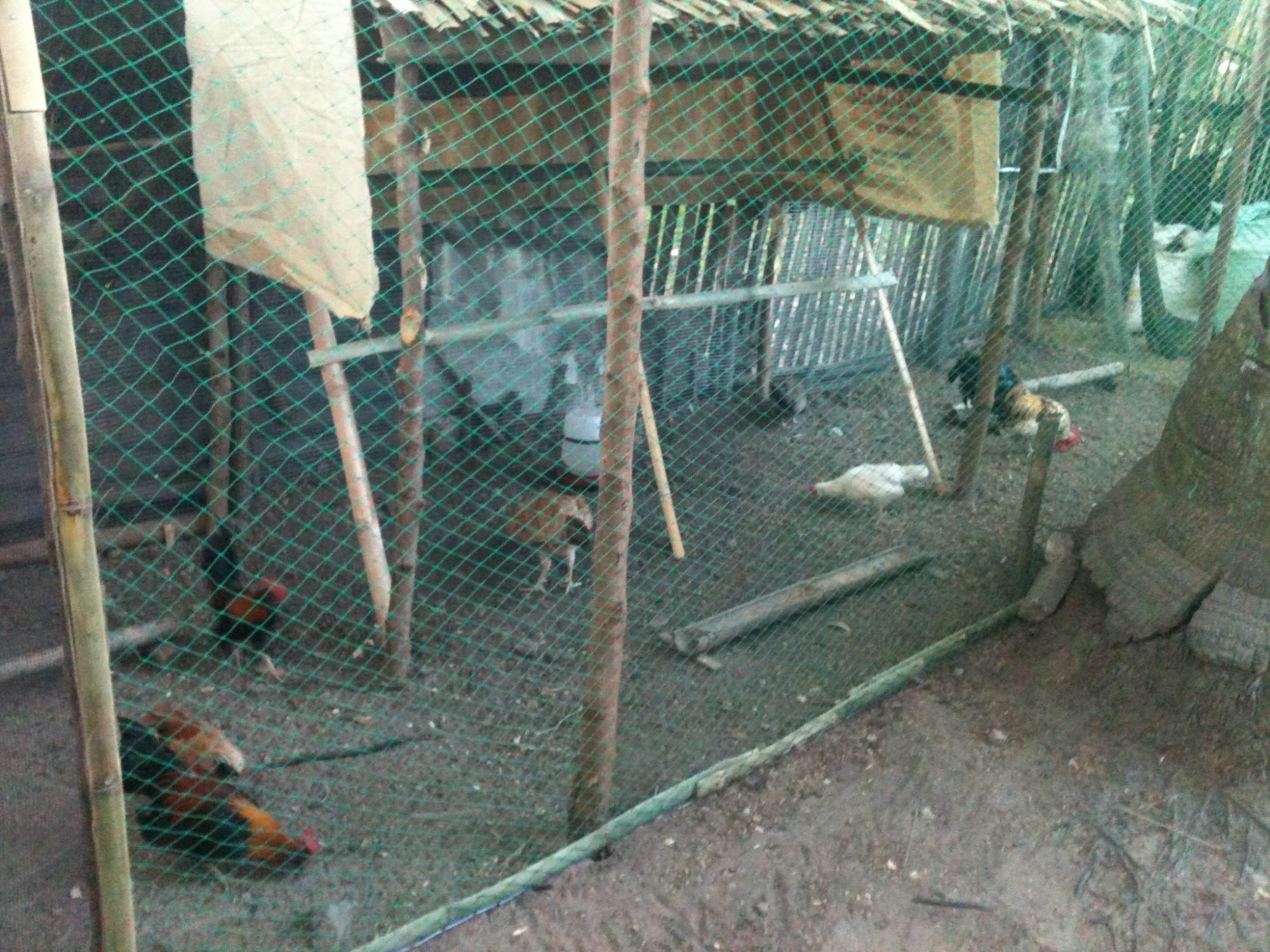 My Coop Philippines Style