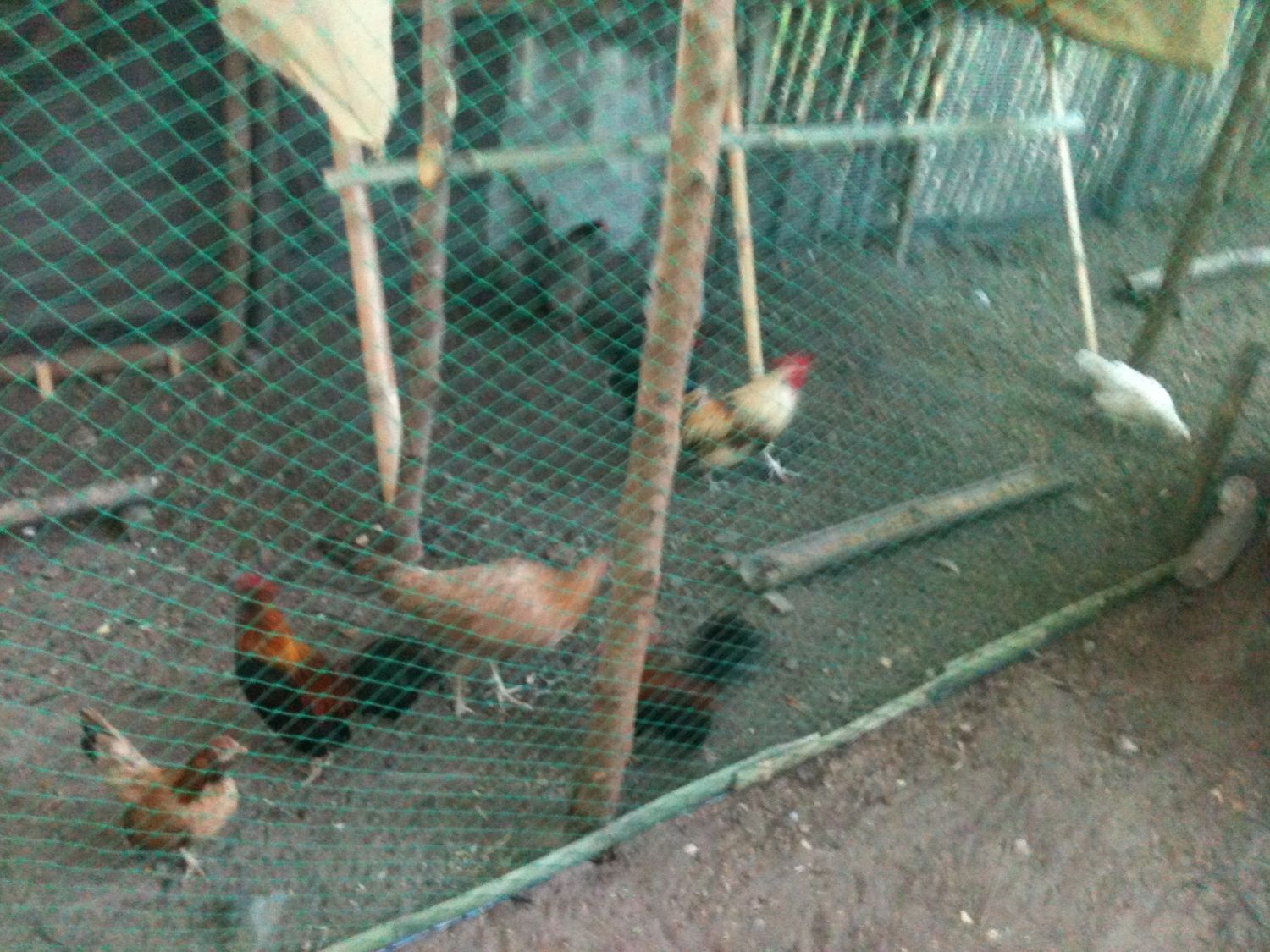 My Coop Philippines Style