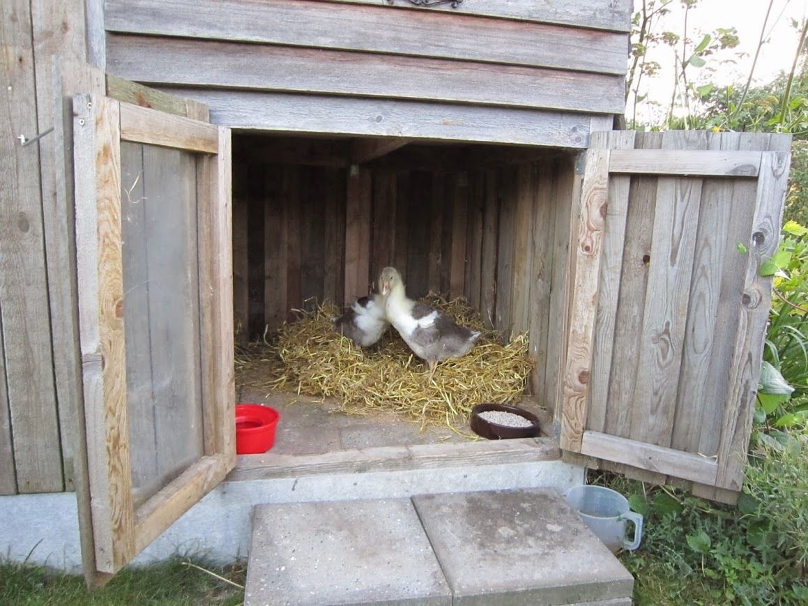 housing-coops-for-geese