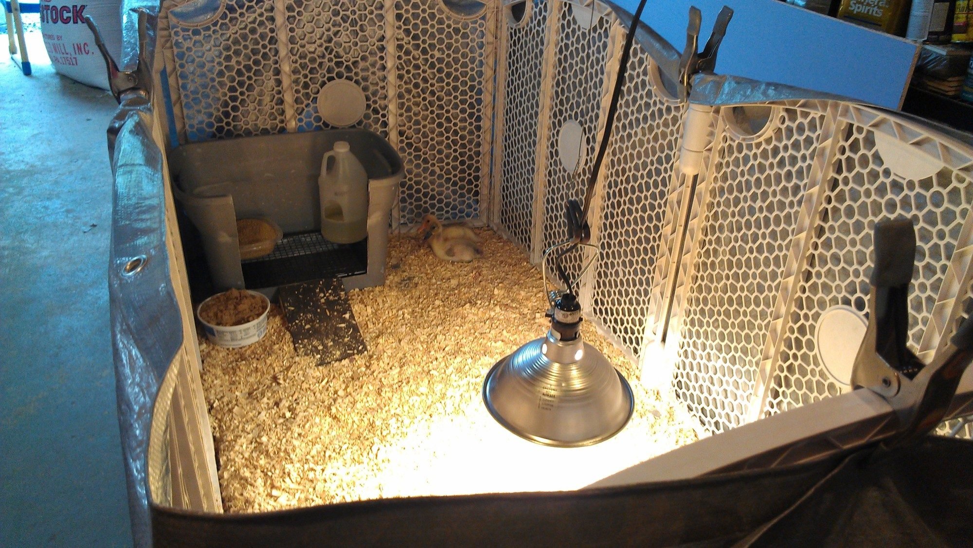 Duckling Care & Brooder Ideas BackYard Chickens Community