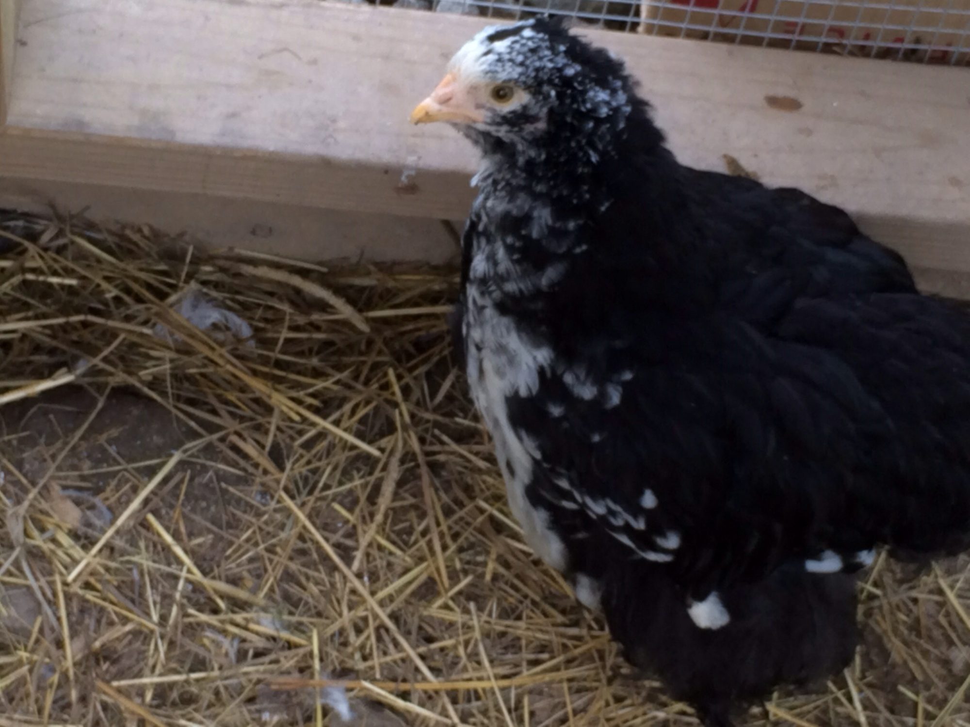 At What Age Can You Sex A Cochin By Looks Page Backyard Chickens Learn How To Raise