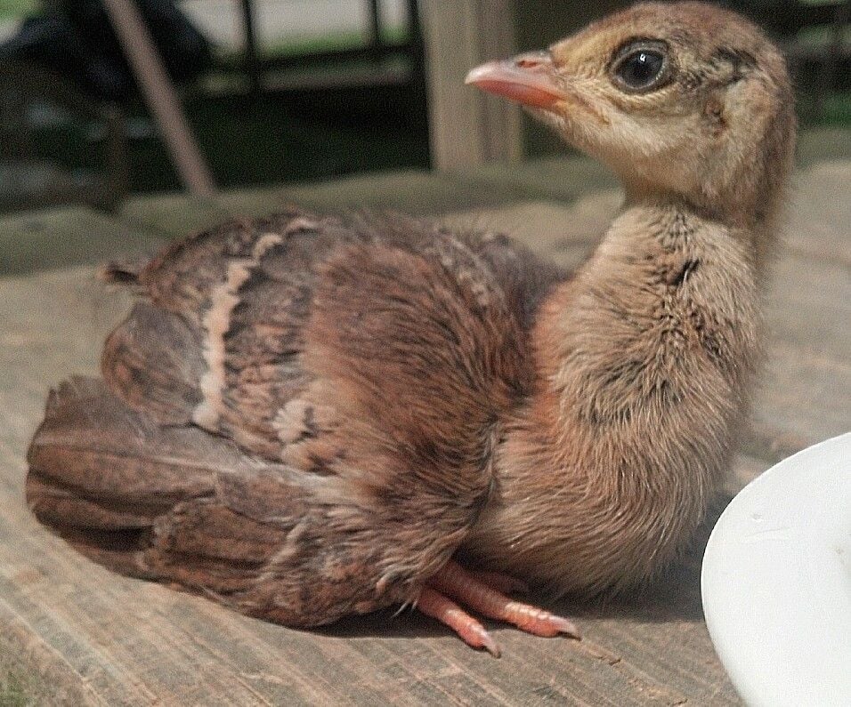 Is this baby peacock a male or female?