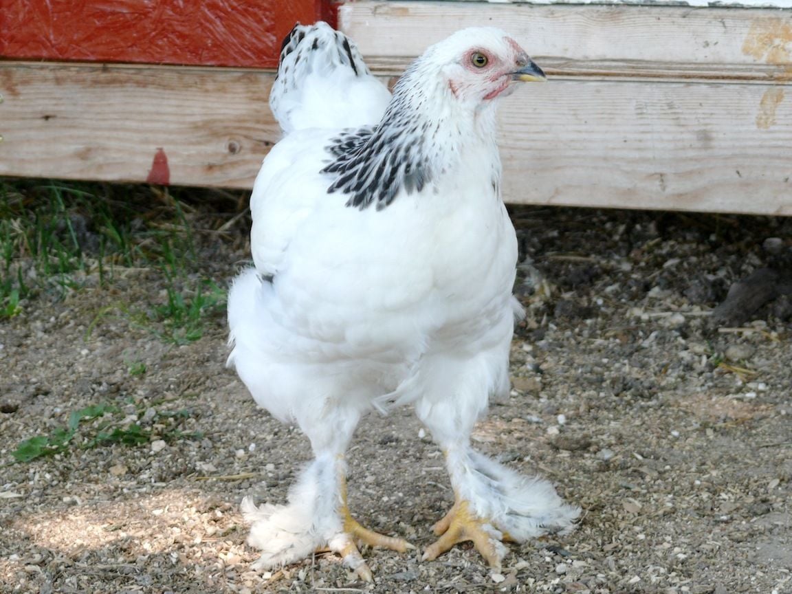 Sex Of A Week Old Light Brahma BackYard Chickens Learn How To Raise Chickens