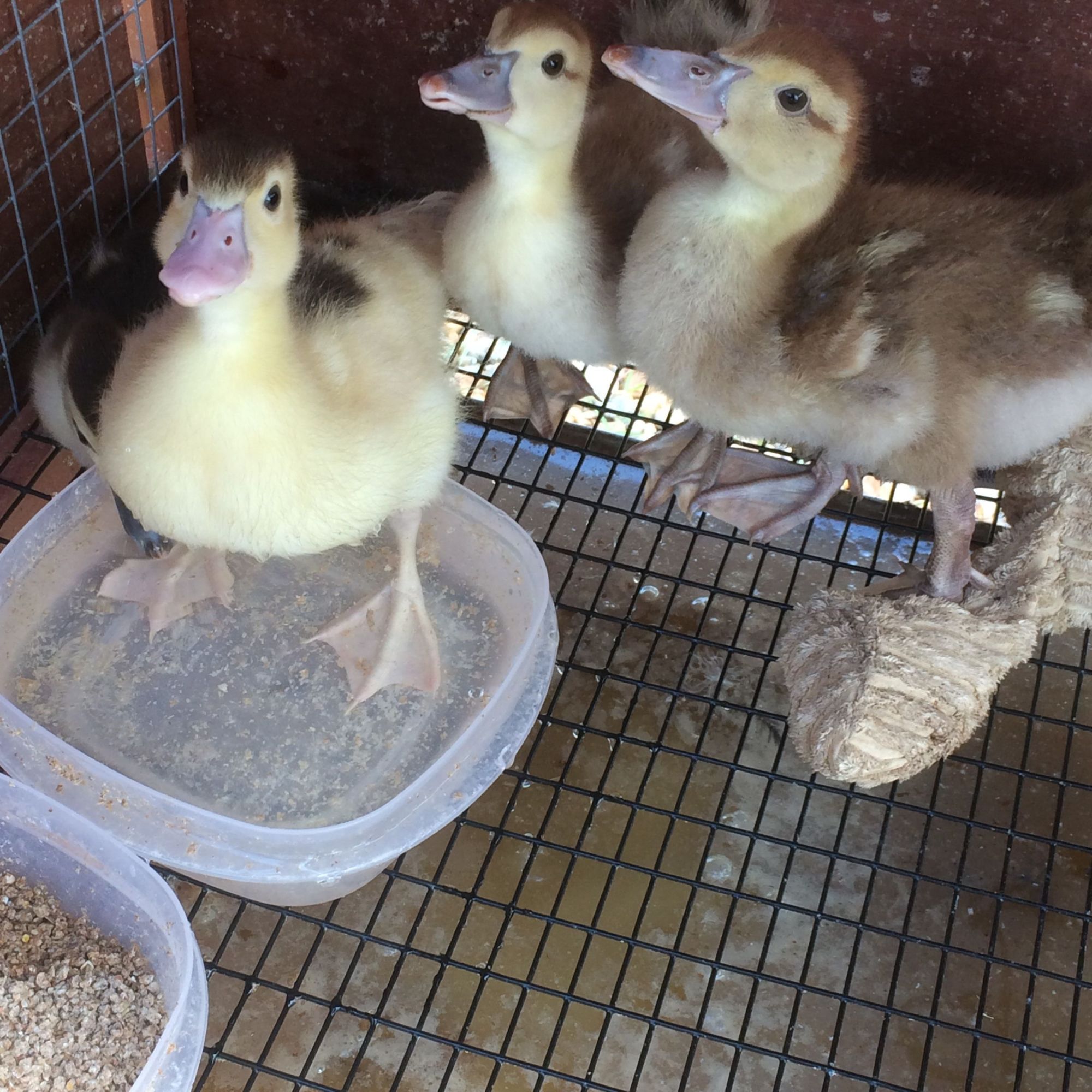 Feet turning white and black lumps above tail feathers?