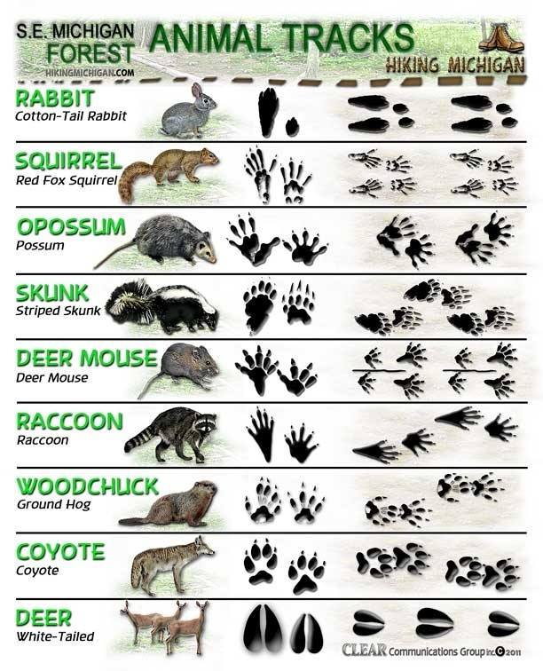 animal-tracks-identification-chart