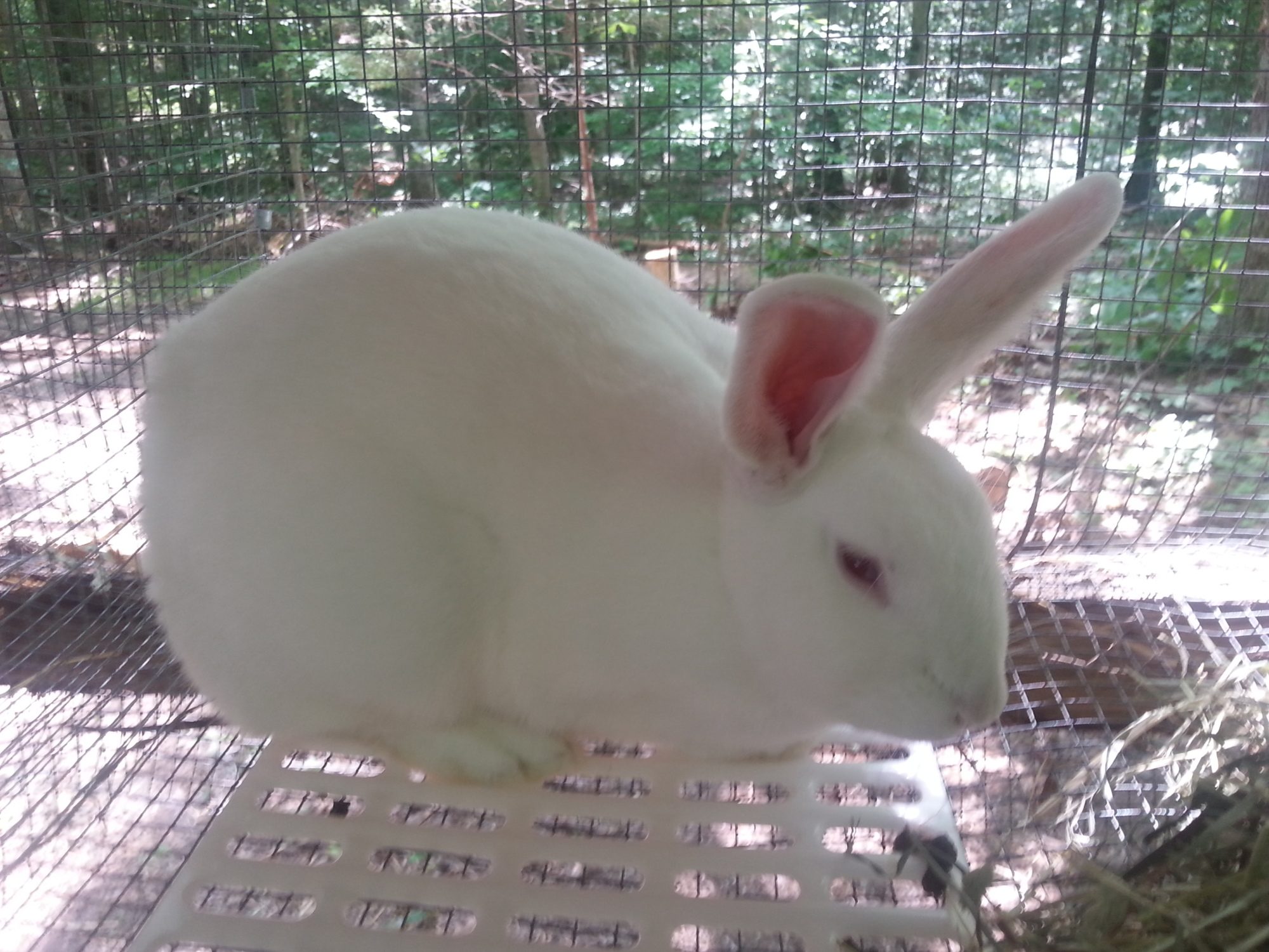 Raising our New Zealand Meat Rabbits *Start to finish - Birth to
