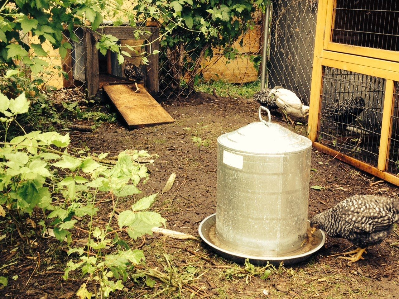 post your chicken coop pictures here! - Page 402