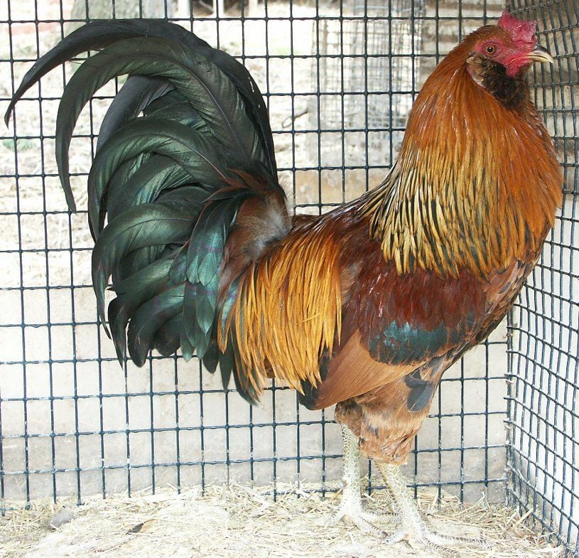 american game fowl?