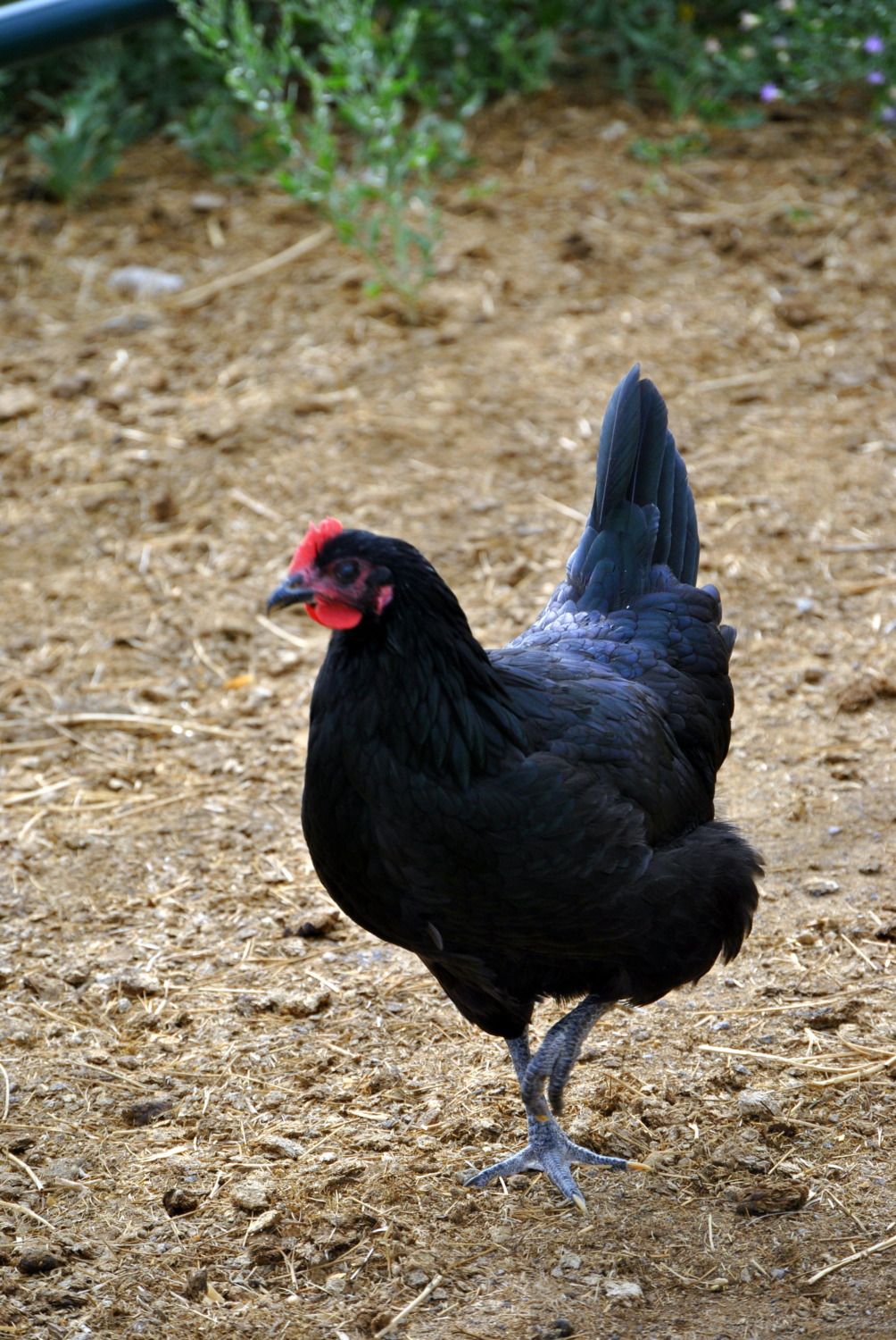 Chicken rookie...help identify my breeds? - Page 2