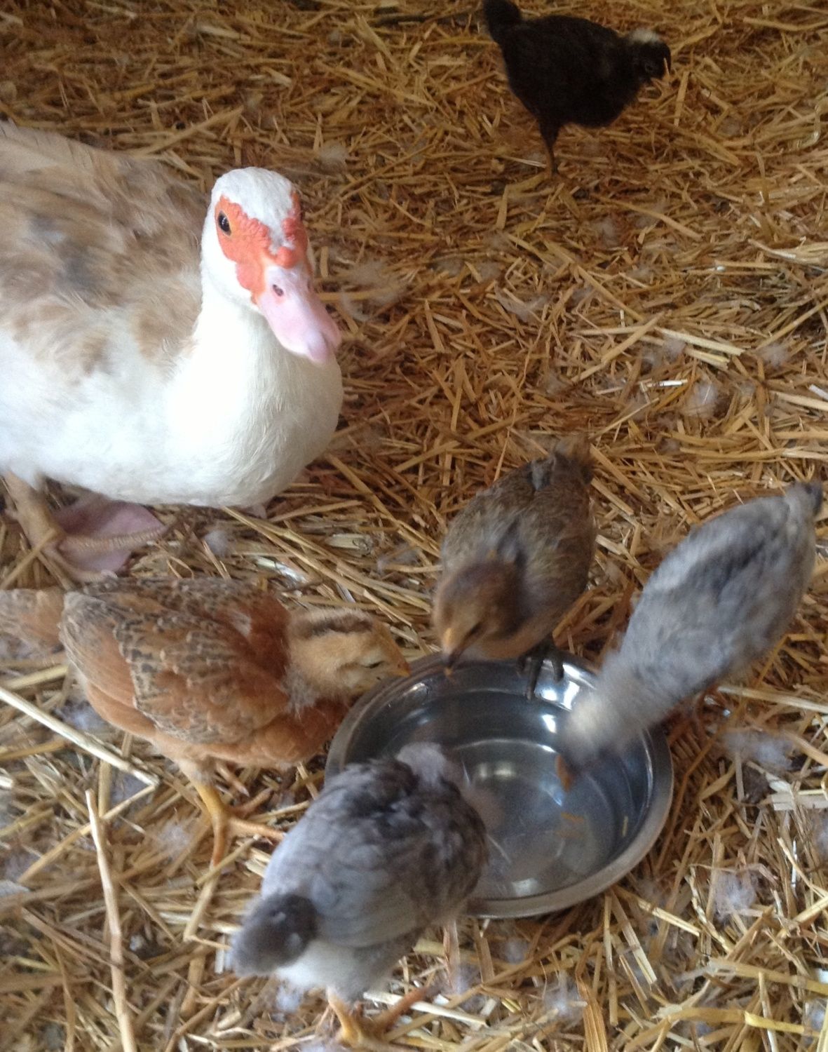 Muscovy Duck Hatching Chicken Eggs Surrogate Mother Experiment