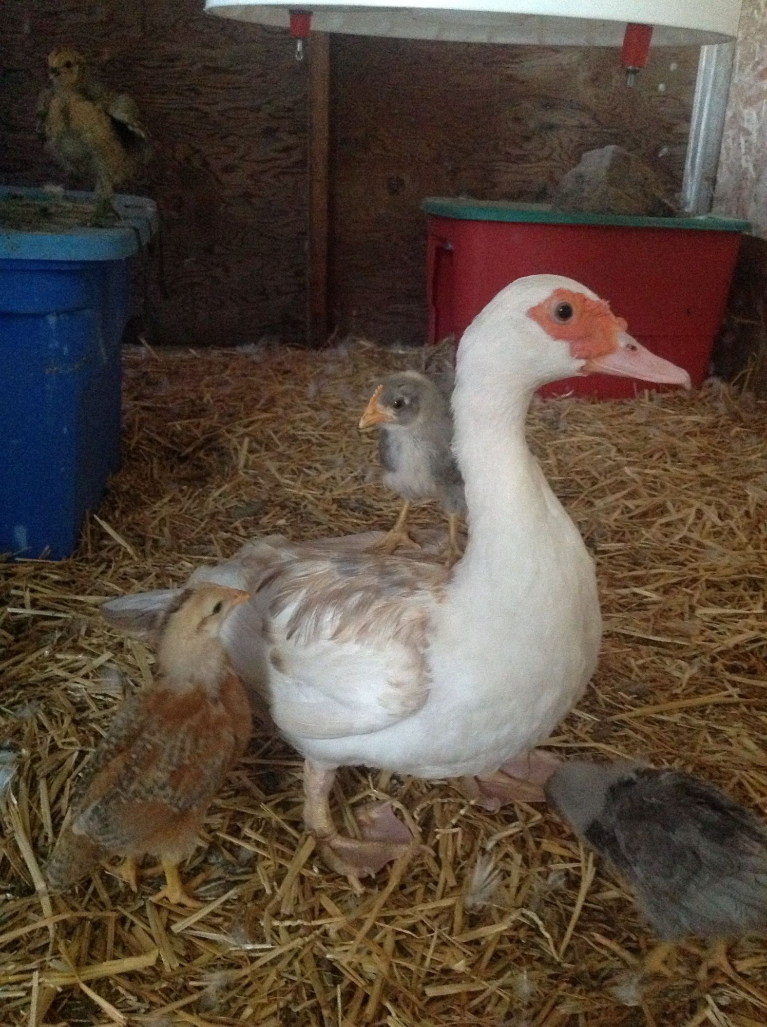 Muscovy Duck Hatching Chicken Eggs Surrogate Mother Experiment