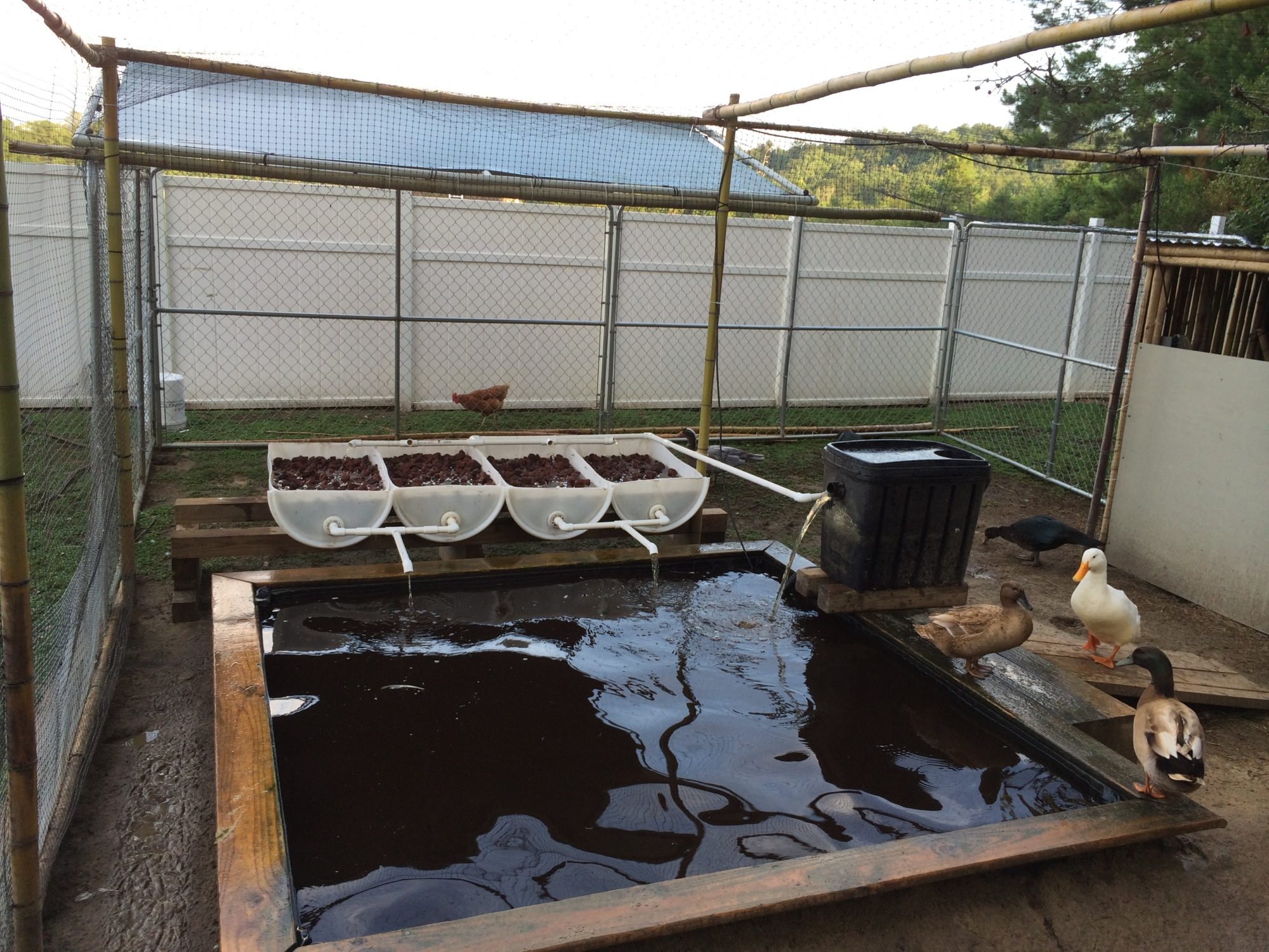 Duckaponics systems for growing duck food and cleaning water