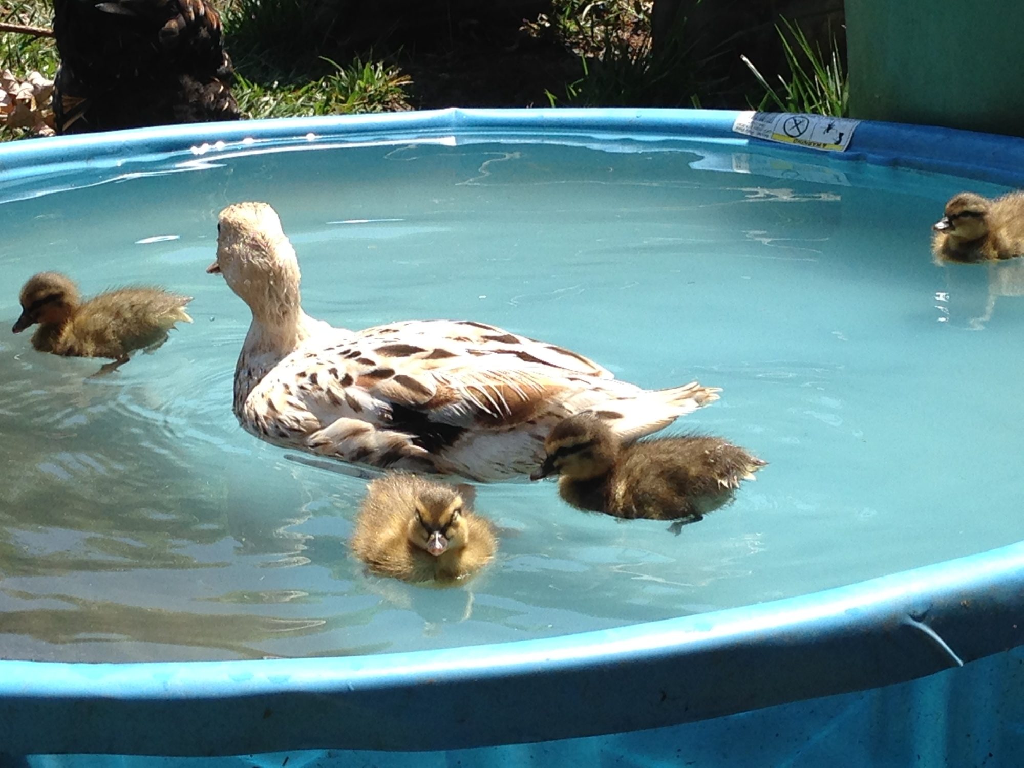 Call Duck Color Chart