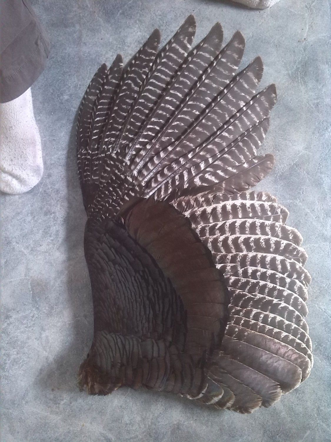 Tail Wings Mounted Turkey Wings Tails