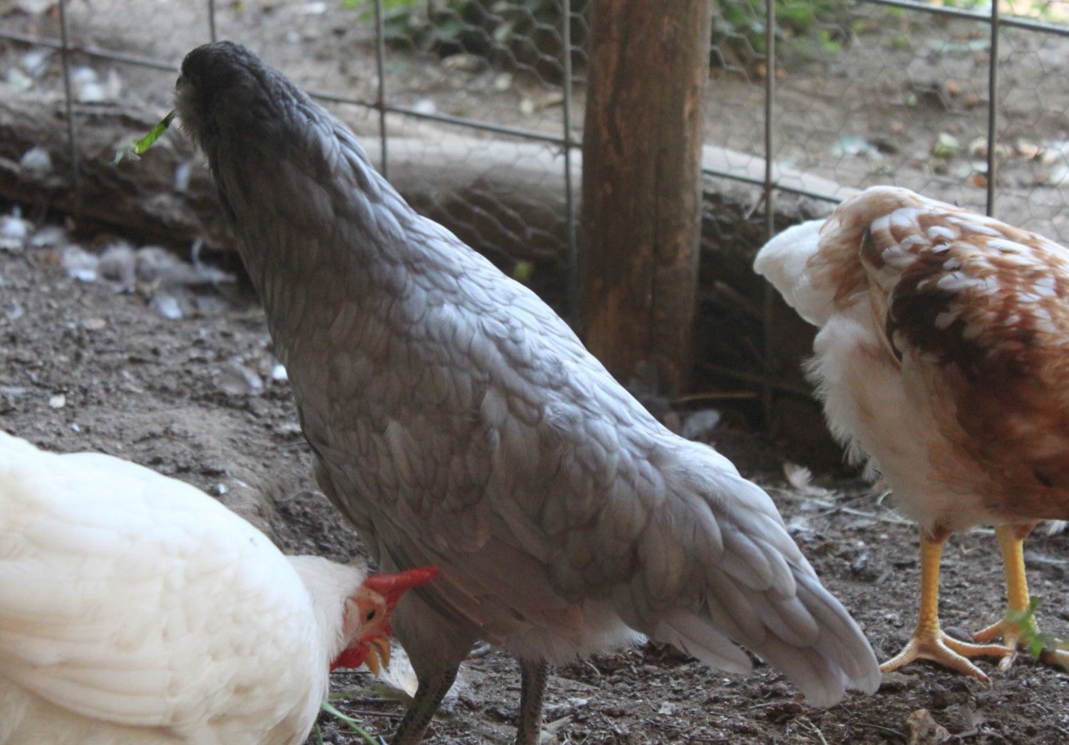 Week Old Ameraucanas I Could Use Some Help Determining Sex Backyard Chickens Learn How
