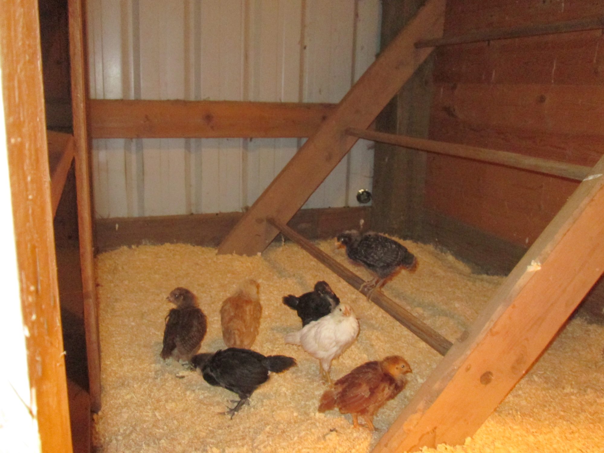Chicken Coop Inside a larger barn