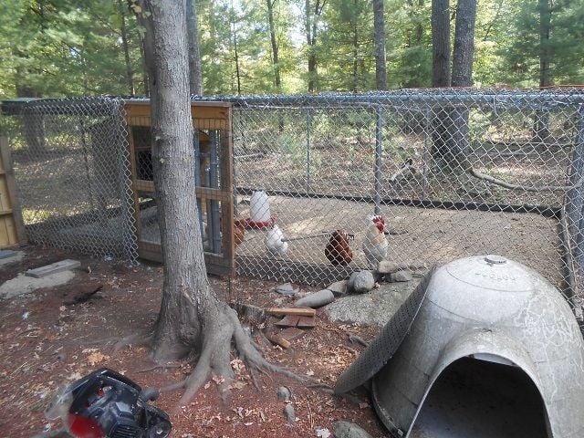 As you can see we had a dog pen that I had section off , Half for dogs ...