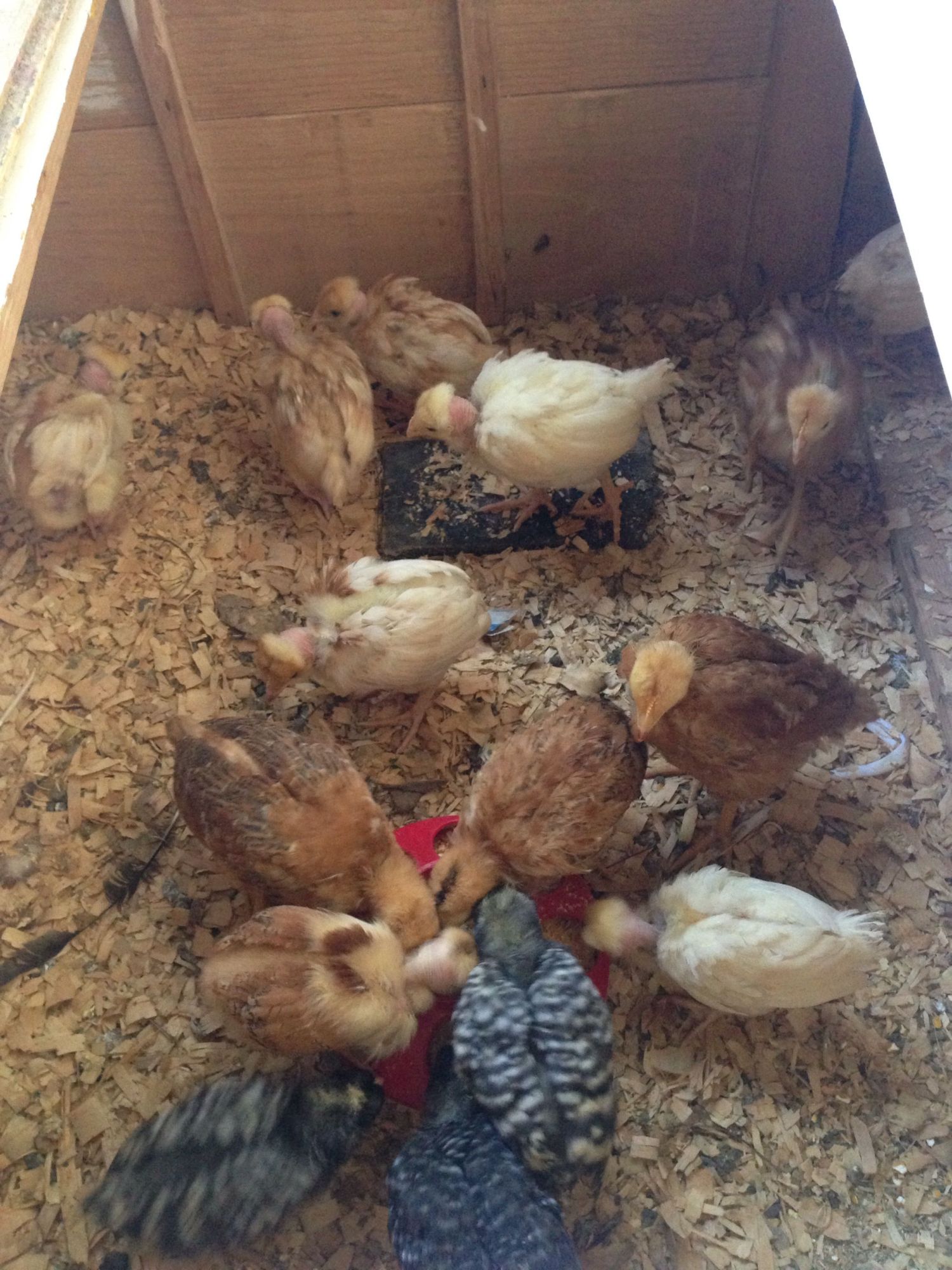 Who Else Has Naked Necks Backyard Chickens Learn How To Raise Chickens