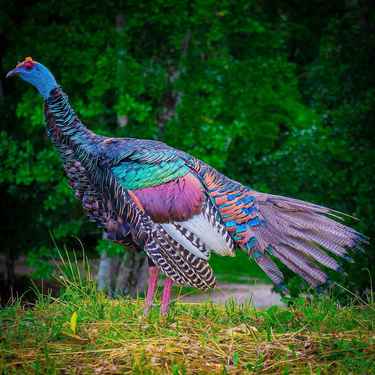 peacocks-breeding-turkeys-page-3