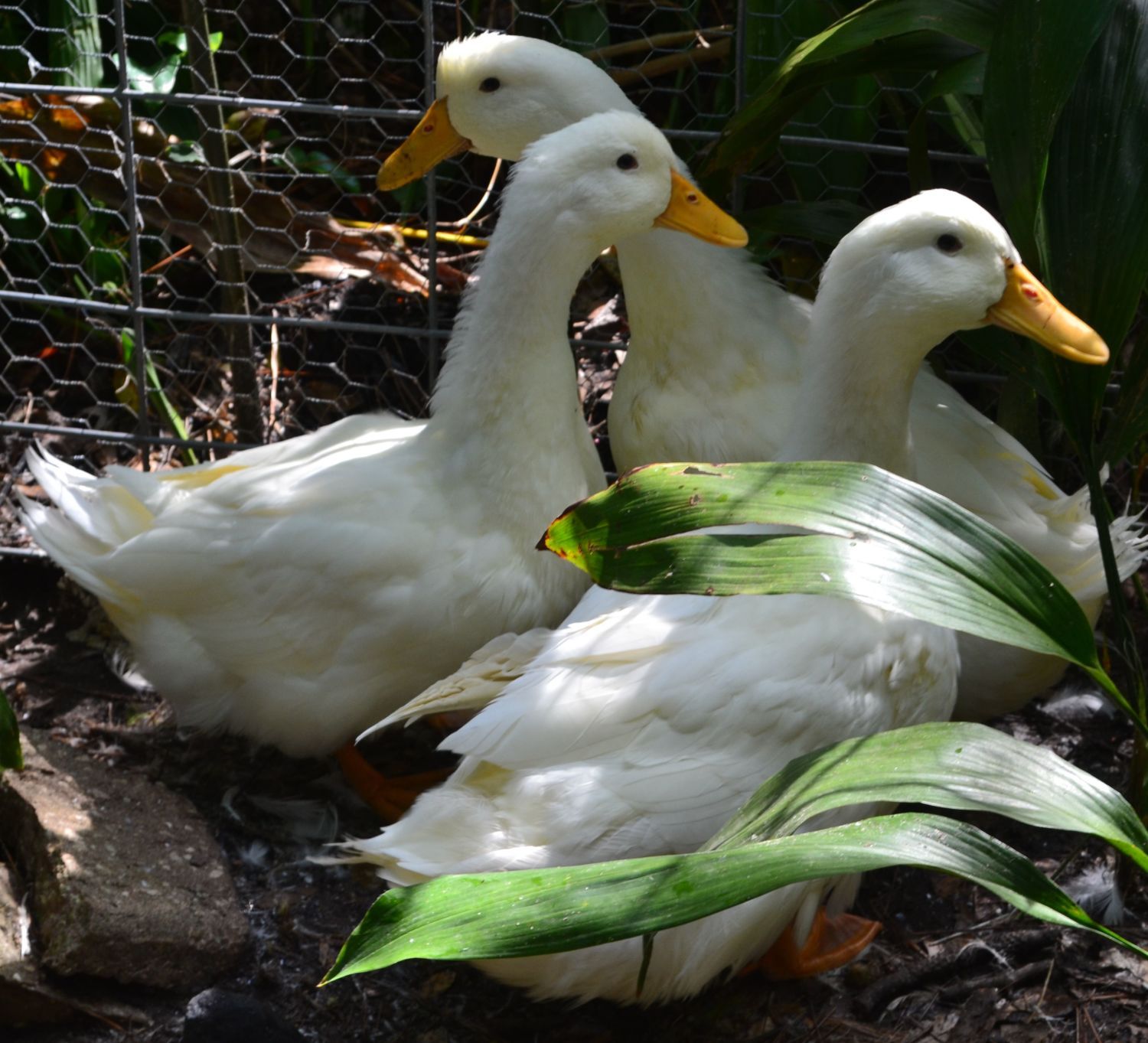 Pekin