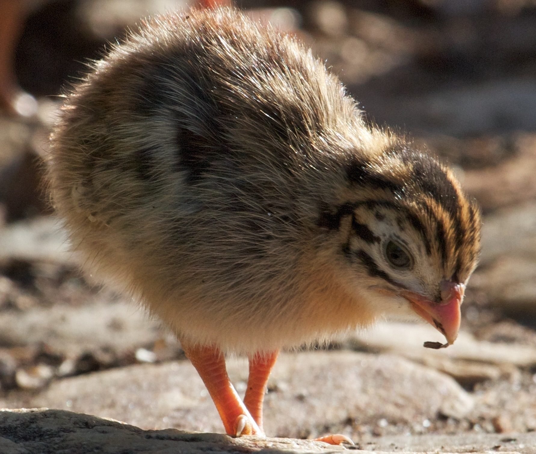 incubating-and-hatching-guinea-fowl-backyard-chickens-community