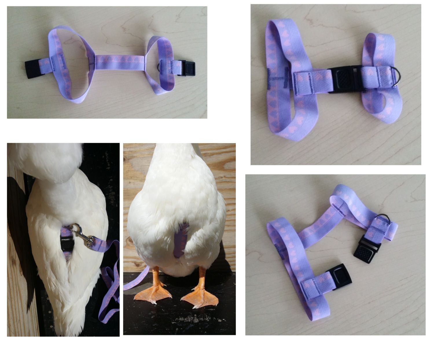 DIAPERS - Goose, Duck, Gosling/Duckling, Chicken, Bantam - DIAPERS $7 - $40
