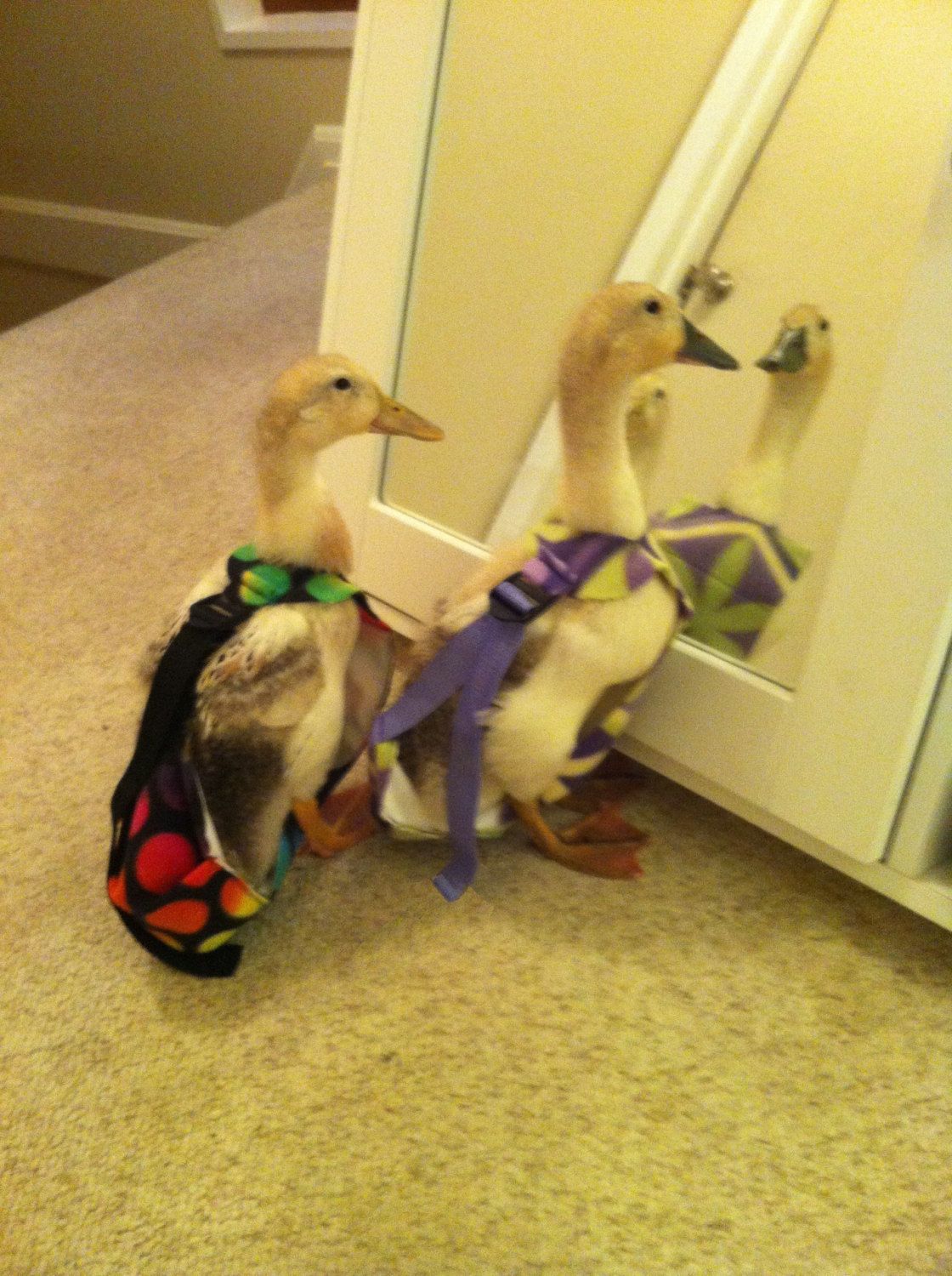 DIAPERS - Goose, Duck, Gosling/Duckling, Chicken, Bantam - DIAPERS $5 - $30