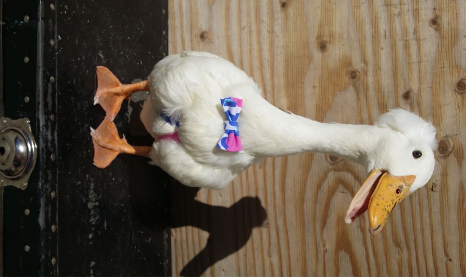 DIAPERS - Goose, Duck, Gosling/Duckling, Chicken, Bantam - DIAPERS $7 - $40